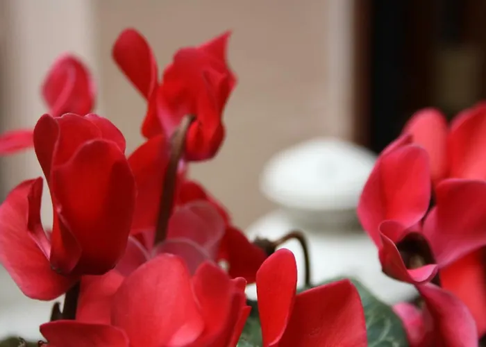 Imbarcadero Lejlighed